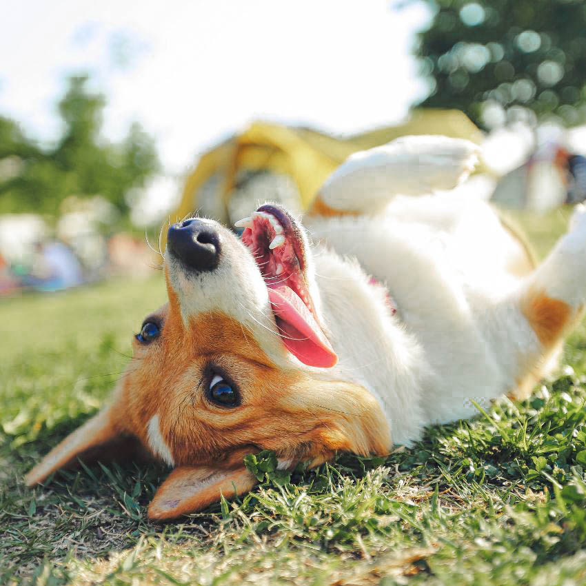 Auverge (850 x 850 px) 3