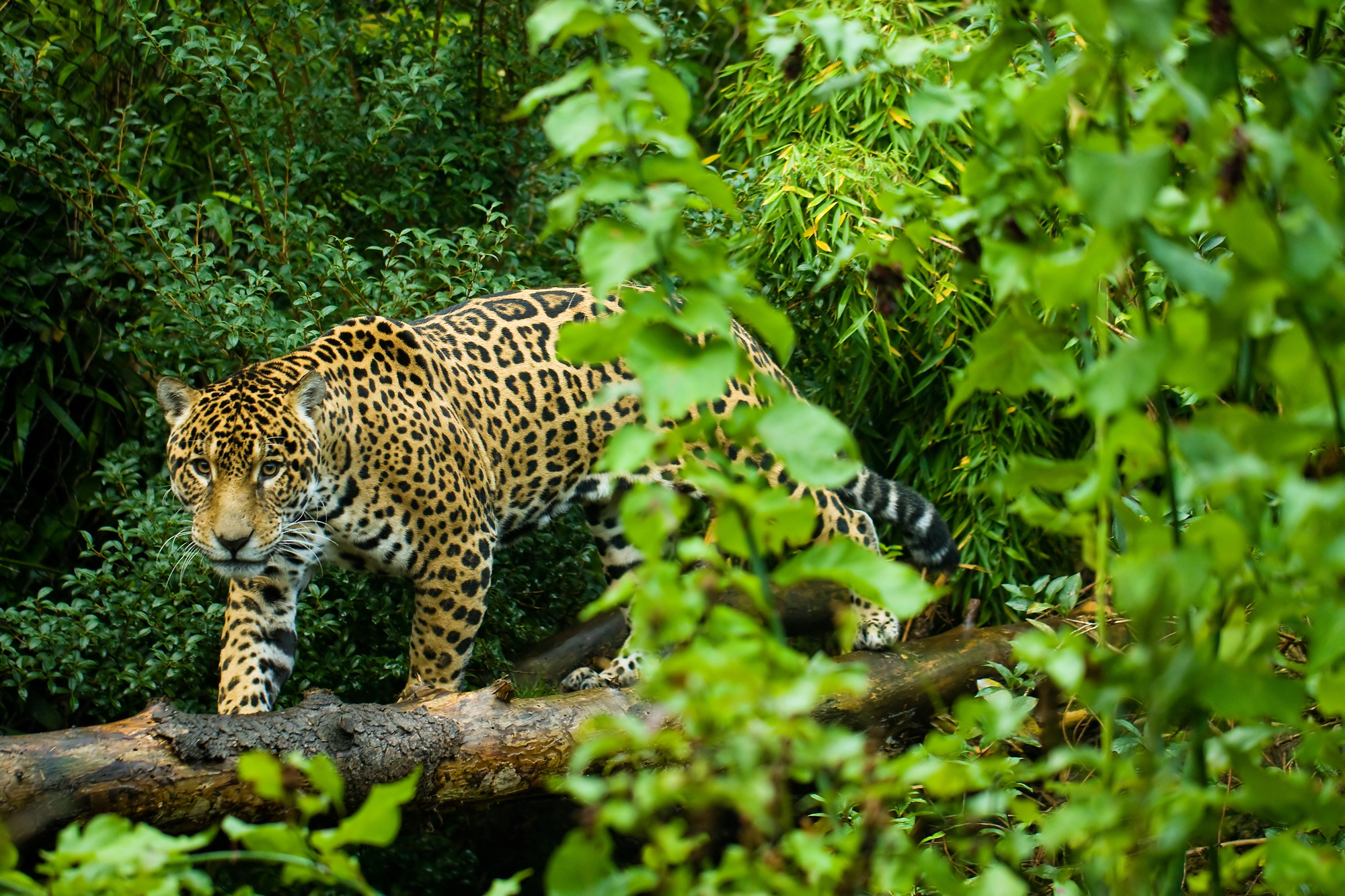 jaguar jungle zoo
