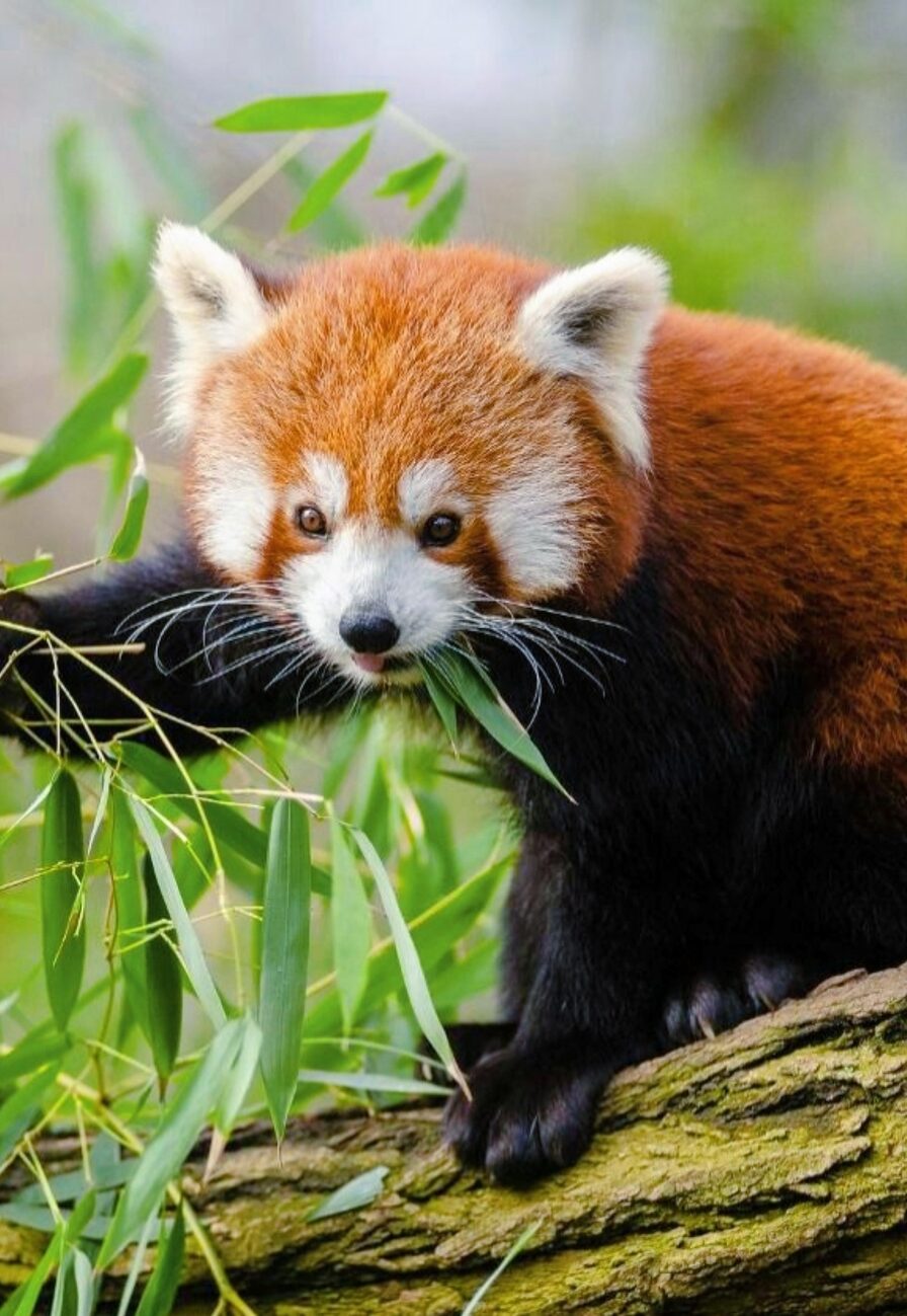 panda roux zoo des sables