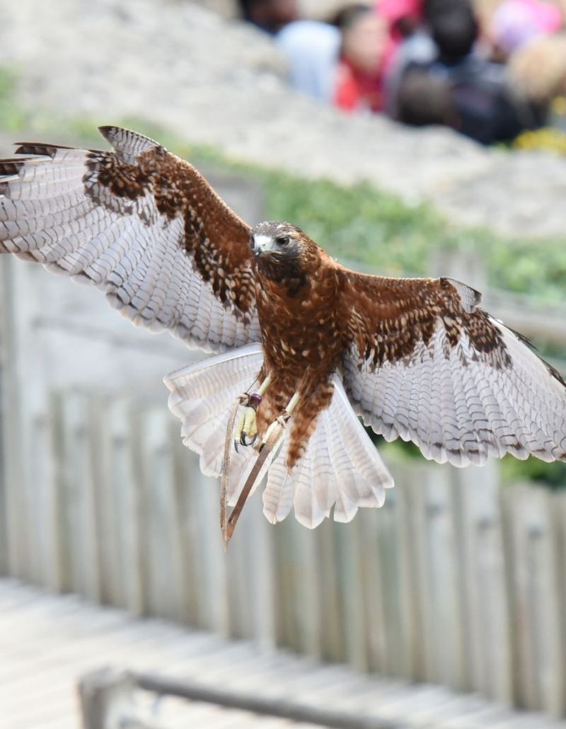 Spectacle de rapace puy du fou proche camping